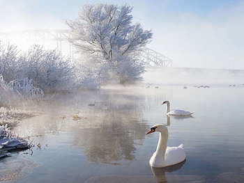 WINTER LAKE, winter, swans, birds, snow, trees, bridges, lake HD wallpaper