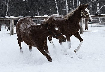 snow game, winter, horses, play, snow HD wallpaper