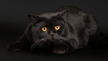 Black Velvet Kitty, CUTE, BEAUTIFUL, KITTY, ANIMALS, CATS HD wallpaper