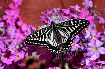 Zebra Swallowtail FC, animal, graphy, floral, beautiful, wide screen, wildlife, butterfly, flower, swallowtail HD wallpaper