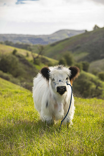 Mini cow, Cow HD phone wallpaper