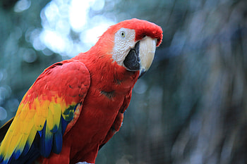 Parrot, red macaw, bird HD wallpaper