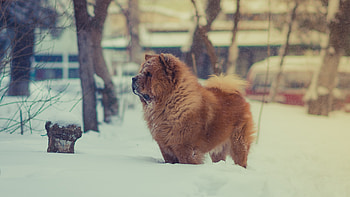 Chow Chow in snow, Fluffy dog, Standing on snow, U TV HD wallpaper