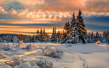winter, forest, snowdrifts, sunset, beautiful nature, snow-covered fir trees, clouds HD wallpaper