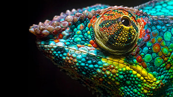 Chameleon HD wallpaper