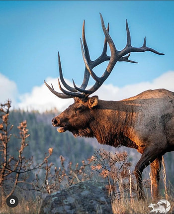 Elk, cloud, sky HD phone wallpaper