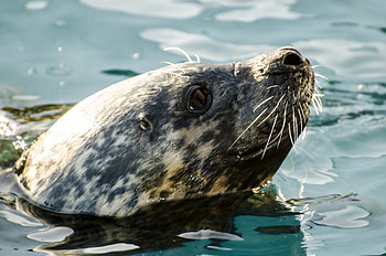 Grey Seal, animal, seal, water, grey HD wallpaper