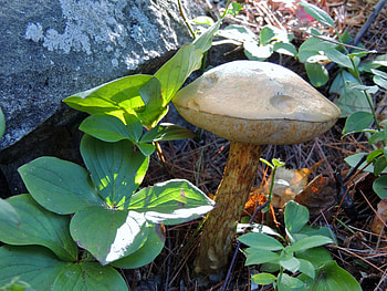 Forest Mushroom, Rock, graphy, Mushroom, Forest, Nature HD wallpaper