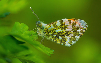 Plant, Macro, Insect, Wings HD wallpaper