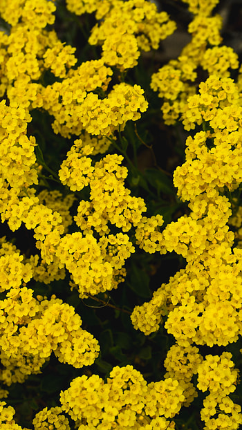 Flowers, Flower, Yarrow, Milfoil HD phone wallpaper
