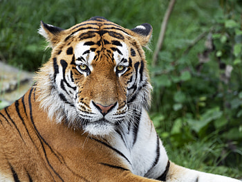 Animals, Muzzle, Predator, Big Cat, Sight, Opinion, Tiger, Stripes, Streaks HD wallpaper