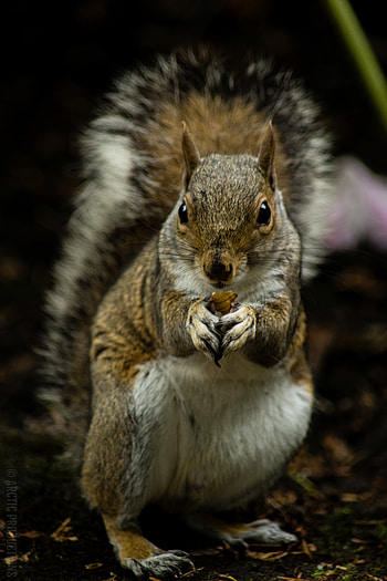 Animals, Squirrel, Animal, Nice, Sweetheart, Rodent HD phone wallpaper