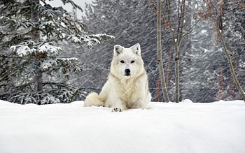 Dog, winter, snow, cold, tree HD wallpaper