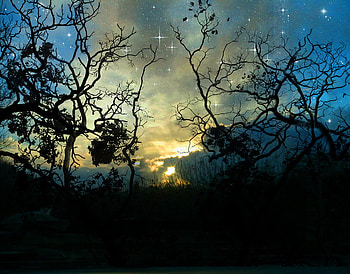 Dusk, star, graphy, 3d, clouds, trees, sky, sunset HD wallpaper