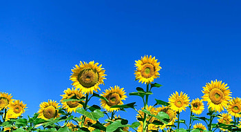 Flowers, Sunflowers, Sky, Summer, Field, Sunny HD wallpaper