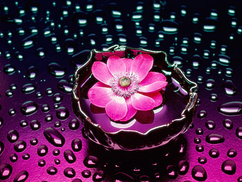 Plants, Flowers, Drops HD wallpaper