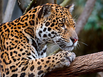 Animals, Jaguar, Muzzle, Spotted, Spotty, Predator, Sight, Opinion HD wallpaper