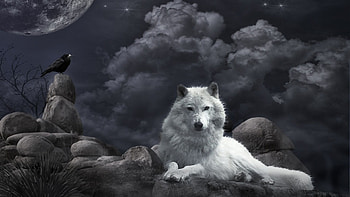 Gothic Wolf, Rabbe, Deutschland, Wolf, Stein, Gothic, Wolke HD wallpaper