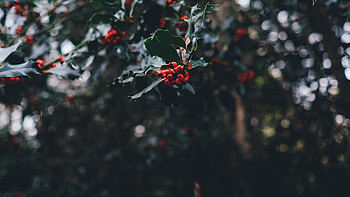 Winter aesthetic, Cozy atmosphere, Snow-covered landscapes, Chilly vibes HD wallpaper