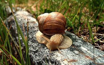Macro, Crawl, Snail, Carapace, Shell HD wallpaper