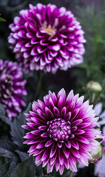 Close-up view of vibrant purple dahlia flowers in full bloom against lush green foliage. HD phone wallpaper