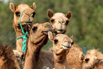Camel cloning, High demand HD wallpaper