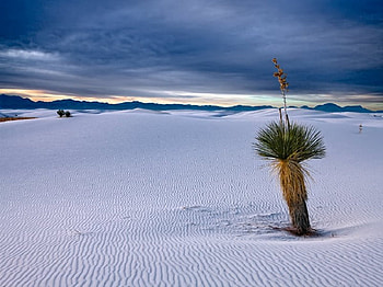 Desert White Sands, desert, plant, white, sand HD wallpaper