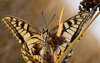 Patterns, Macro, Butterfly, Wings HD wallpaper