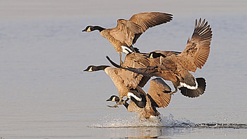 Ducks, flight, feathers, water HD wallpaper