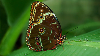 Grass, Patterns, Macro, Surface, Butterfly, Wings HD wallpaper
