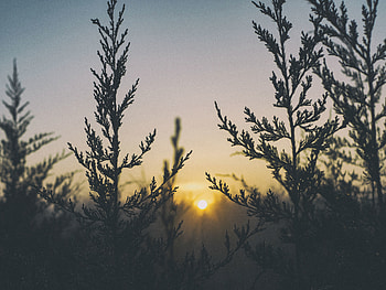 Nature, Grass, Plant, Shine, Light HD wallpaper