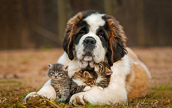 Animals, Dog, Kittens, St. Bernard, Saint Bernard HD wallpaper