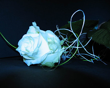 fleur, musique, femme, magnifique, homme HD wallpaper