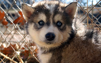 Animals, Dogs HD wallpaper