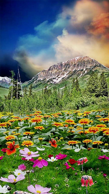 Flower Field, mountain, spring, field, earth, nature, flower HD phone wallpaper