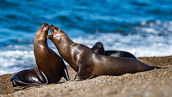 Seal , Oceanic beauty, Christopher Mercado, Aquatic creature HD wallpaper