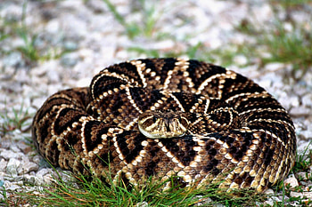 Snake , Reptile-themed backgrounds, Serpent artwork, High-res ry HD wallpaper