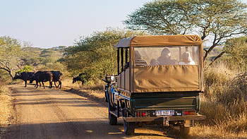 Bushscapes, Kruger game drive, Wildlife encounters, Safari excitement HD wallpaper