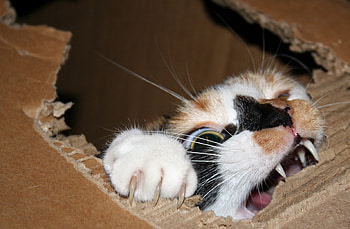 Animals, Cat, Teeth, Cardboard, Gnaw HD wallpaper