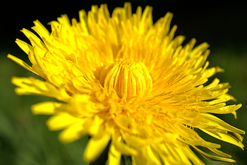 Flora, yellow flower, close up HD wallpaper