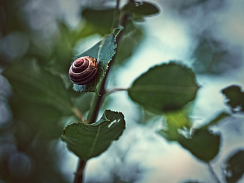 Animals, Leaves, Plant, Spiral, Snail, Shell, Clam, Mollusc HD wallpaper