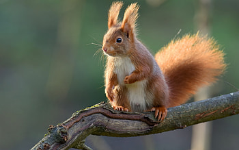 Squirrel, animal, branch, green, red, veverita HD wallpaper