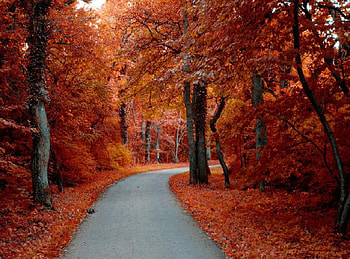 Going Round the Bend, leaves, red, trees, autumn, road, beautiful HD wallpaper