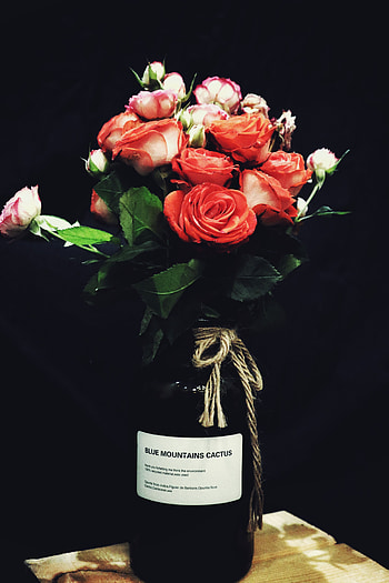 Flowers, Roses, Bouquet, Red Roses HD phone wallpaper