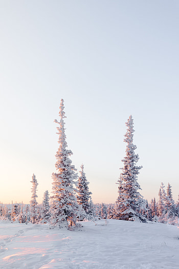 Winter, Nature, Trees, Snow, Light, Light Coloured, Snow Covered, Snowbound HD phone wallpaper