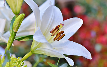 lily, nature, macro, flower HD wallpaper