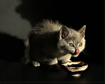 Cute cat, animals, cute, cat, pet, bowl HD wallpaper