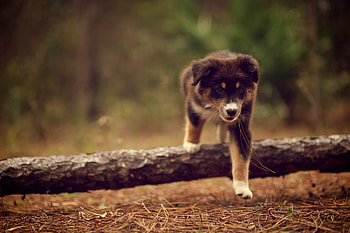 Animals, Nature, Needle, Dog, Stroll, Puppy, Dry, Stick HD wallpaper