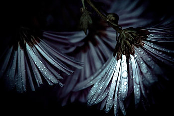Blue Dew, night, blue, glistening, dew drops, highlighted HD wallpaper