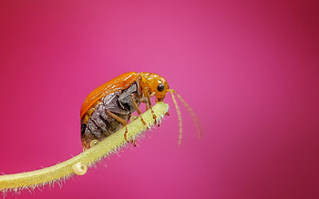 Aulacophora, Insects HD wallpaper